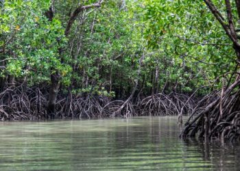 Cuba alberga el bosque de manglares más grande del Caribe. Foto:  Tocororo Cubano